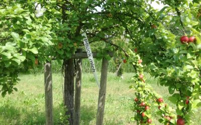 „PFLÜCK MICH“ Aktion in Talheim, Bäume sind markiert