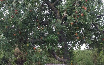 „PFLÜCK MICH“ Aktion in Talheim, die Ernte kann teilweise schon beginnen